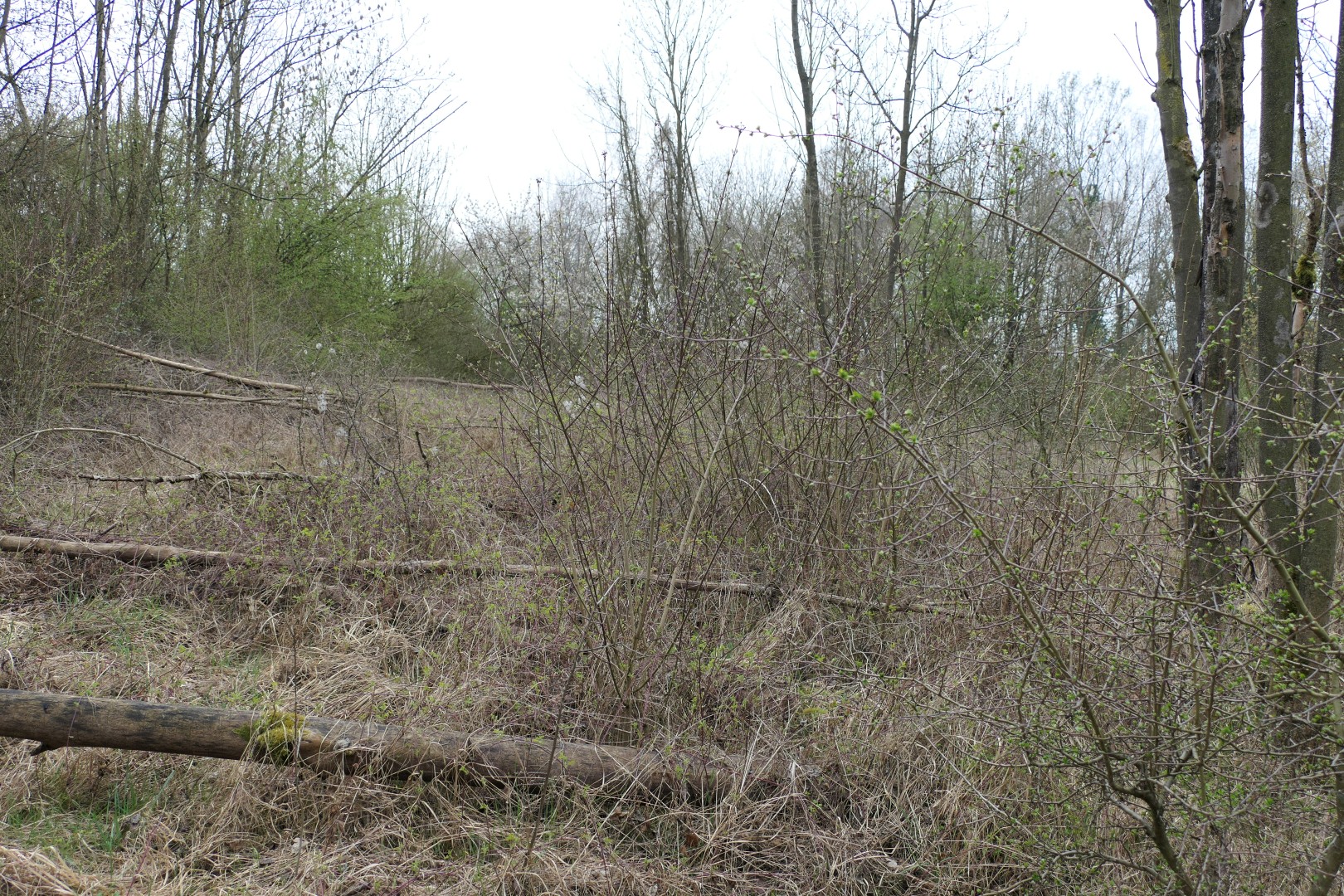 P1037049 (Groß)